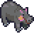 hippo