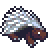 porcupine