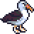 albatross
