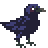 crow