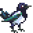 magpie