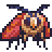 moth