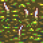 swamp