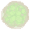 swamp_gas